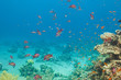 Scalefin anthias fish and corals in the sea