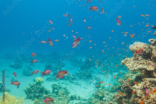 Photo: Scalefin anthias fish and corals in the sea Scalefin anthias fish and corals in the sea