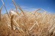 wheat
