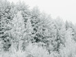 Winter Landscape Winter Landscape
