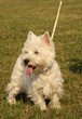West Highland White Terrier dog