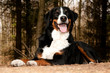 Sennenhund macht platz