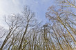 Bare Tree's Early Spring