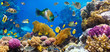 Coral colony and coral fish
