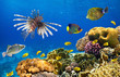 Coral colony and coral fish Coral colony and coral fish