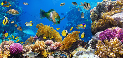 Photo: Coral colony and coral fish Coral colony and coral fish