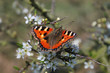 red admiral butterfly on bush