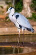 Gray heron
