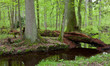 Two large tree by slow flowing river Two large tree by slow flowing river