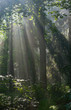 Sunbeam entering rich deciduous forest Sunbeam entering rich deciduous forest