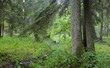 Summertime look of deciduous stand with little stream Summertime look of deciduous stand with little stream