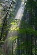 Sunny morning in the forest