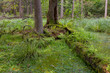 Natural stand of Bialowieza Forest with standing water Natural stand of Bialowieza Forest with standing water