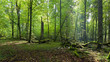 Shady deciduous mainly hornbeam stand Shady deciduous mainly hornbeam stand