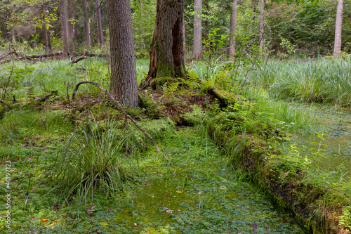 Photo: Natural stand of Bialowieza Forest with standing water Natural stand of Bialowieza Forest with standing water