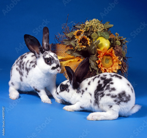 Photo: Kaninchen_111696 Kaninchen_111696
