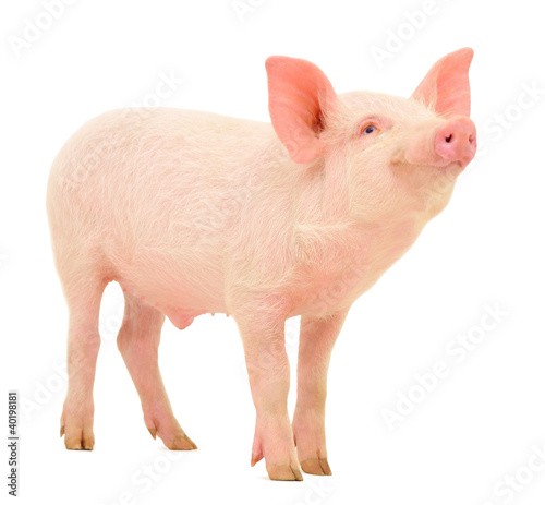 Photo: Pig on white Pig on white