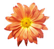 Petals
