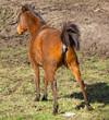 Horse peeing