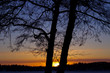 Sun is going dawn behind the silhuette trees