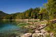 Baum Stumpf tot morsch Stamm Baumstamm