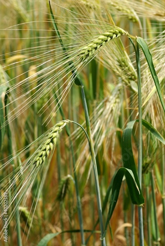 Foto: Gerstenähre Gerstenähre