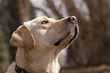 labrador