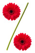 percent sign from gerbera daisy flowers