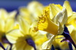 Narciso splendente