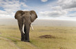Foto: Elephant Elephant