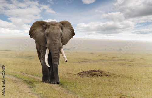 Photo: Elephant Elephant