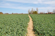 crop field