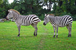Zebras in the wildlife park