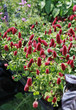 acalypha