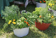 flower pots with herbs