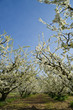 frutteto-toscana