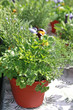 herbs