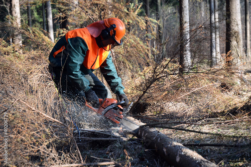 Photo: Lumberjack, forest work Lumberjack, forest work