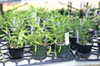 sage plants