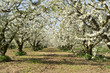 frutteto-toscana