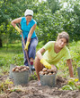 women harvesting potatoes women harvesting potatoes