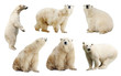 Set of polar bears. Isolated over white