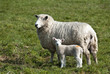 Ewe and lamb