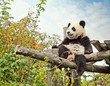 Panda bear