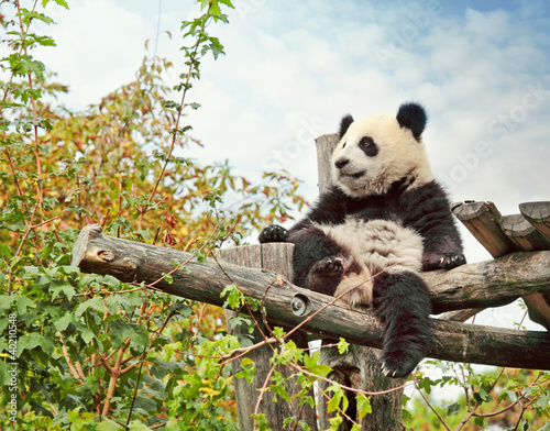 Photo: Panda bear Panda bear