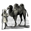 Chameau et son chamelier