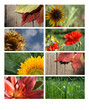 Detalii fotografie Nature banners for your design