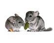 pair of young chinchillas with a dry leaf from a tree.