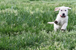 English Cream Labrador Retriever - Golden Retriever