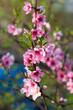Fiori di pesco